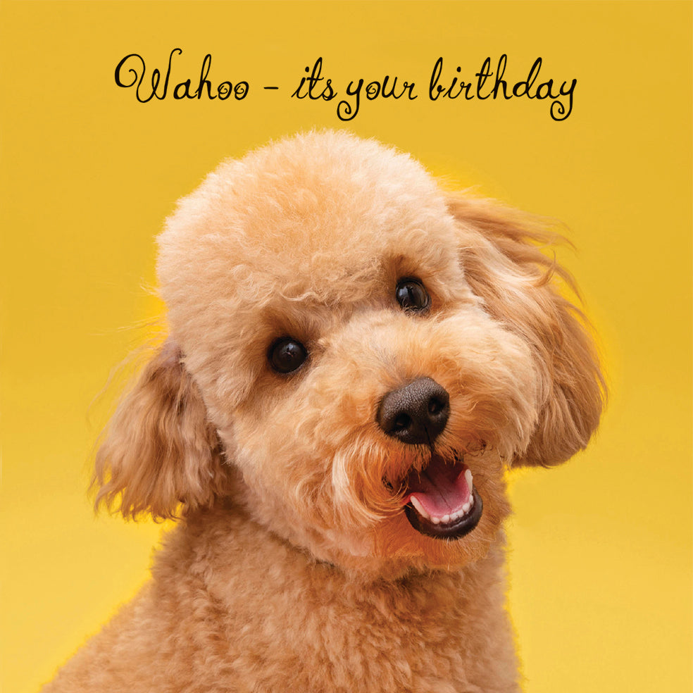 Cockapoo Wahoo its your birthday Greeting Card