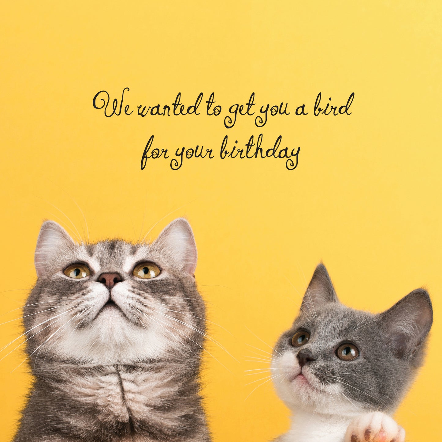 A very cute cat and kitten on a yellow background looking upwards saying they wanted to get you a bird for your birthday but luckily they couldn't