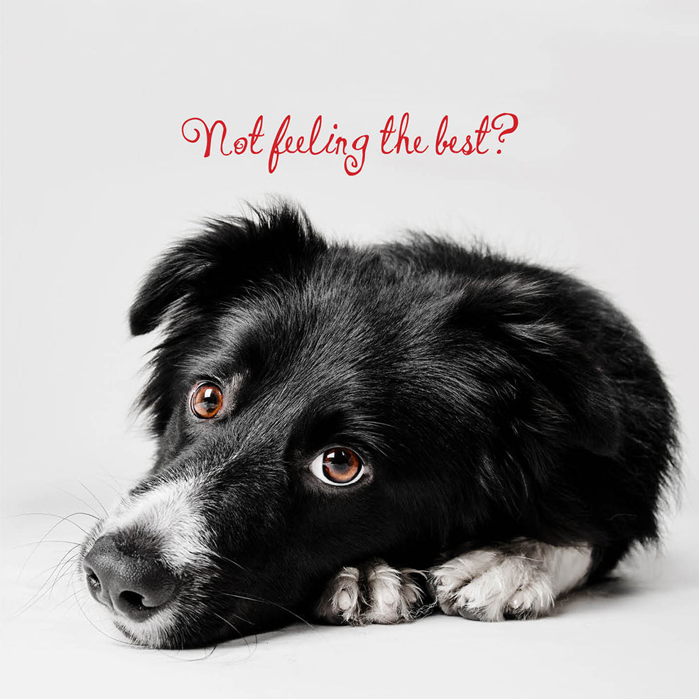 Not Feeling Well Dog Card