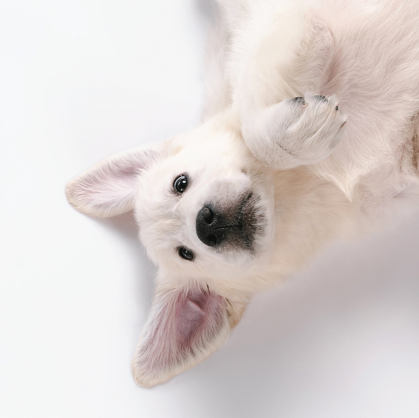 Relaxed Puppy Blank Card