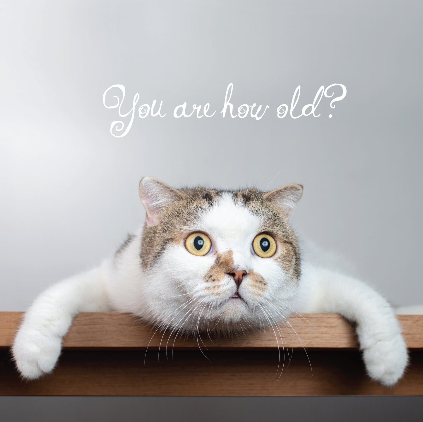 You are how old Cat Birthday Card