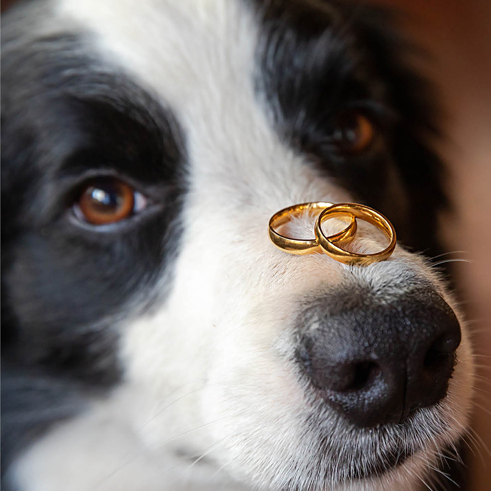 Collie Wedding Congratulations Card