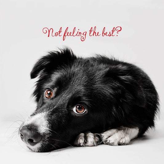 Not Feeling Well Dog Card