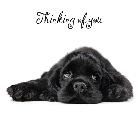 Thinking of You Cocker Pup