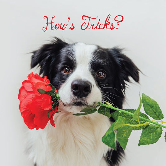 How's Tricks Collie Blank Card