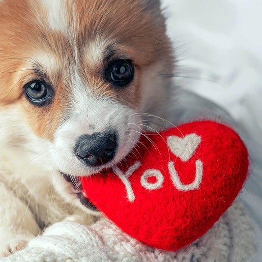 Centre of My World Puppy Dog Love Card