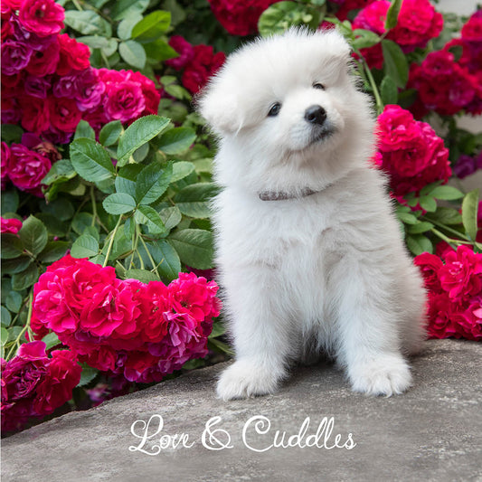Furry Baby Love Card