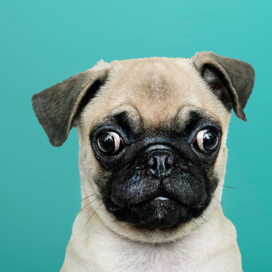 Pug Birthday Card - Irish language Card